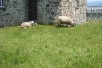 PICTURES/Fortress Louisbourg/t_Sheep2.JPG